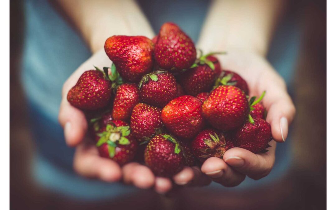 CBD tartósító hatása a friss eperszemekre