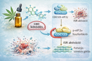 vastagbélrák kannabidiol